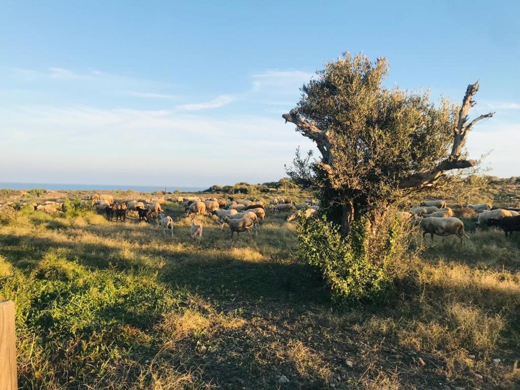 Bungalows & Estudios Los Escullos Almería Dış mekan fotoğraf
